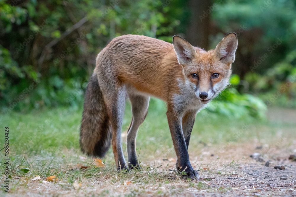 Junger Fuchs auf einem kleinen Weg am frühen Morgen