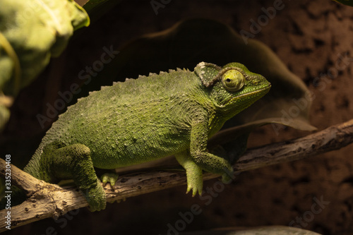 Collared chameleon is holding a branch and looks in front of him. Chamaeleo dilepis