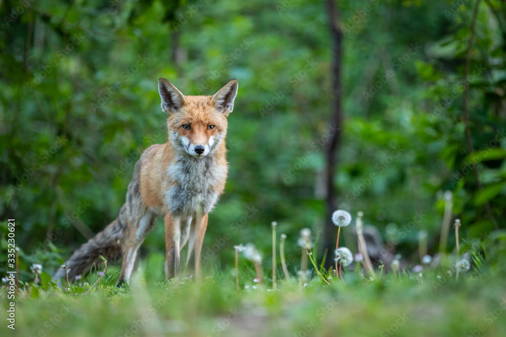 Fuchs auf einer Wiese am frühen Morgen Fuchs auf einer Wiese am frühen Morgen