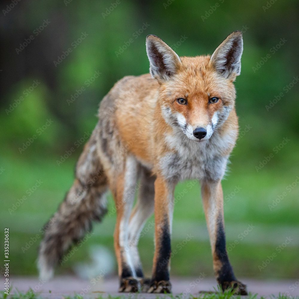 Fuchs auf einem kleinen Weg am frühen Morgen