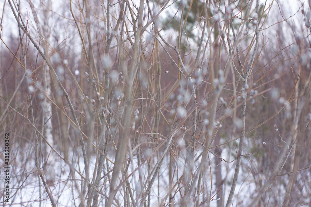 Fototapeta premium Verba. blossoming buds on the trees