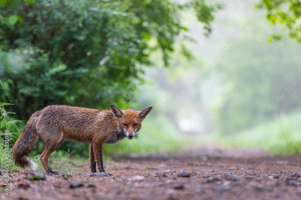 Junger Fuchs im Regen