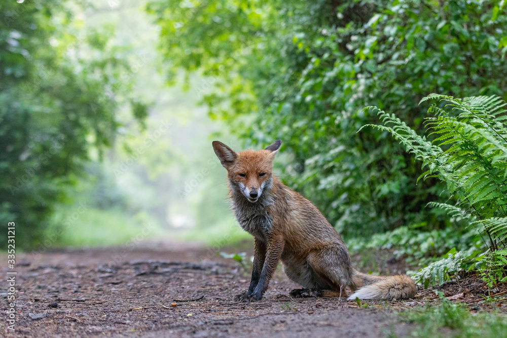 Obraz premium Junger Fuchs im Regen