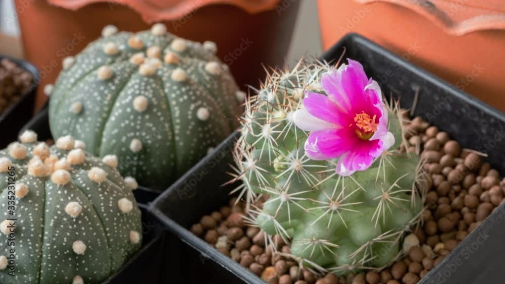 cactus flower names "Mammillaria Schumannii" blooming as Pink color at sun rising as nature