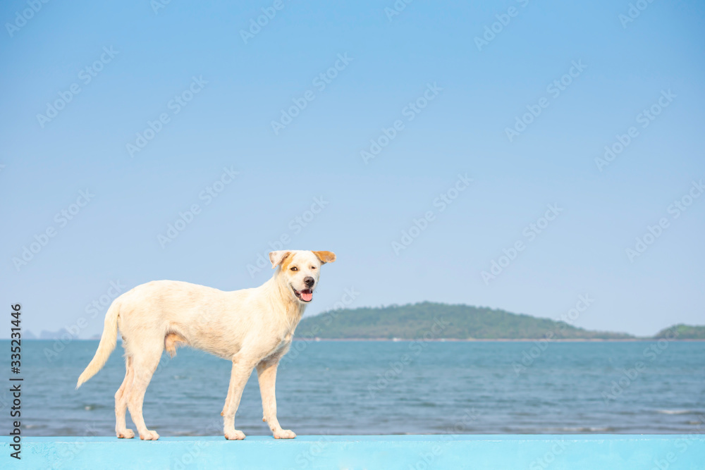 White dog stands on concrete road Background ocean and island. White dog stands on concrete road Background ocean and island.