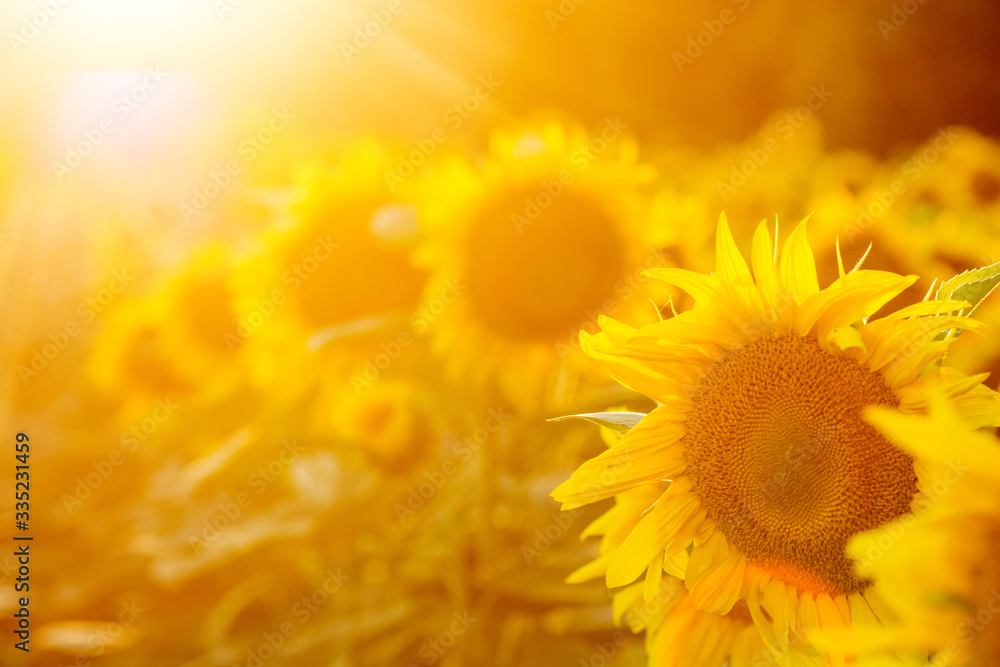 Obraz premium field of sunflower it's look beautiful in the twilight
