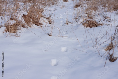 animal tracks in the snow in the winter forest