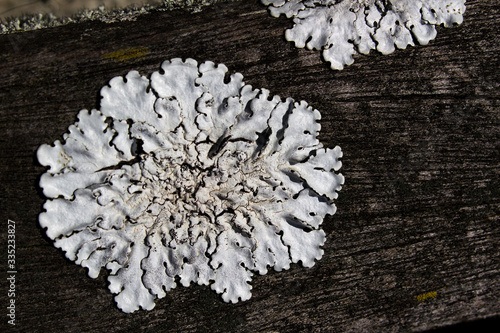 macro lichen flower abstract shape on dark wooden background