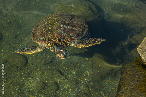 The green sea turtle (Chelonia mydas), also known as the green turtle, black (sea) turtle or Pacific green turtle, is a species of large sea turtle of the family Cheloniidae. © DmitriiK
