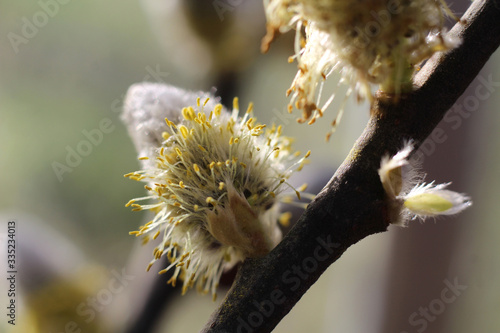 Extreme Close up image of Pussy Willow catkins (Salix caprea), naturally sunlit, selective focus on stamens.