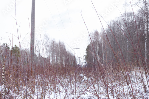 a clearing with a power line in the winter forest