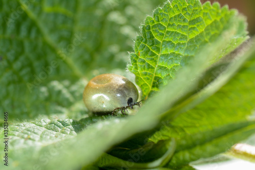 One  thick tick - soaked with blood photo