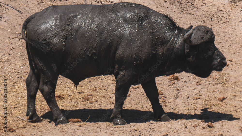 Buffalos in Kruger national park South Africa Buffalos in Kruger national park South Africa