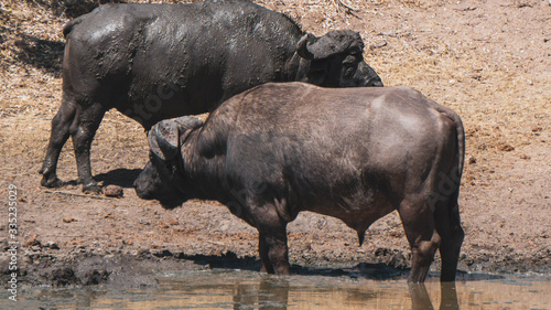Buffalos in Kruger national park  South Africa