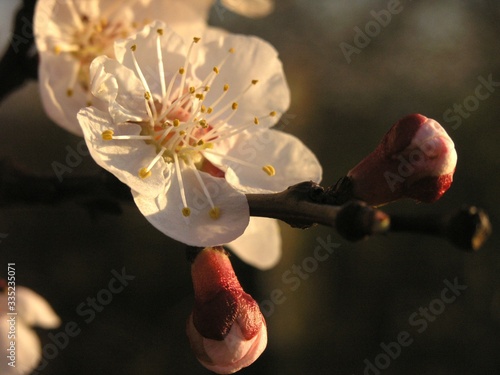 Apricot flowers in evening sun photo
