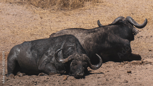 Buffalos in Kruger national park  South Africa