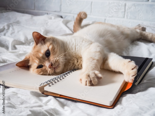 white red cat lying on a white bed against a brick wall, resting, freelance work from home, online profession. the cat is playing with a Notepad