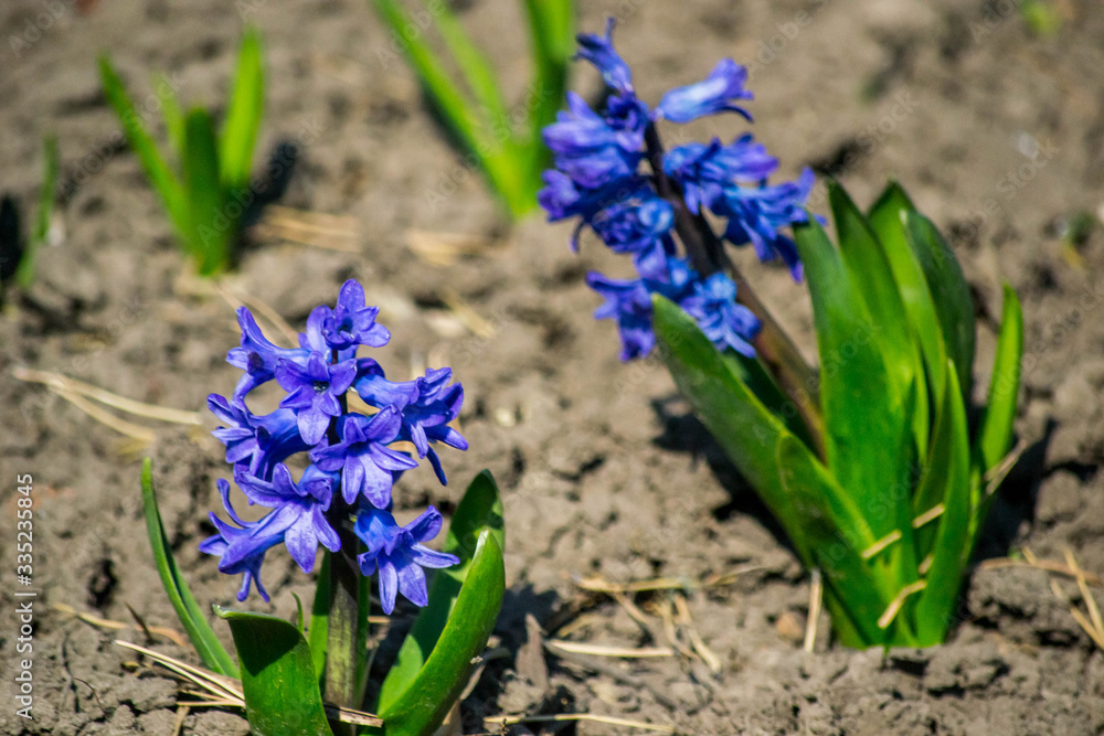 Blue hyacinths in the flowerbed. Close-up. Blue hyacinths in the flowerbed. Close-up.