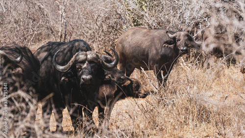 Buffalos in Kruger national park South Africa