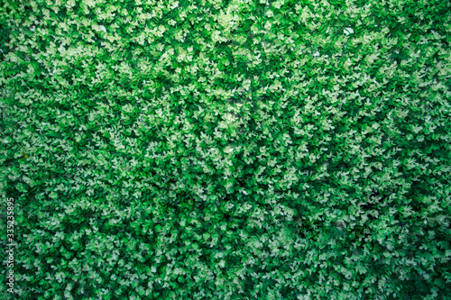 abstract green background texture grass