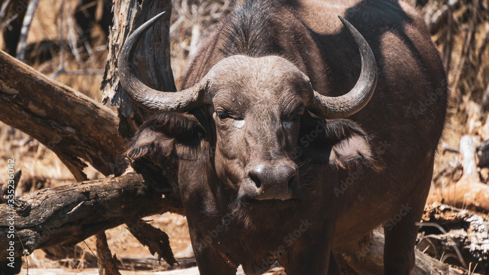 Buffalos in Kruger national park  South Africa