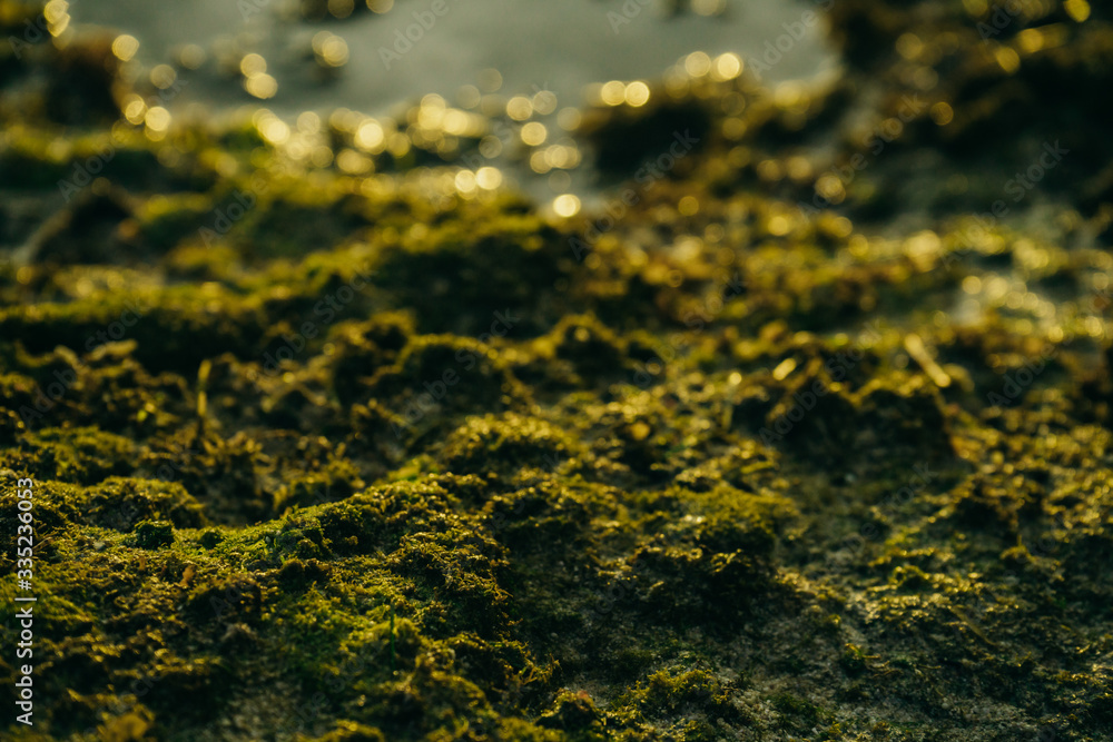 Beautiful green moss on stones near the sea with sunset background Beautiful green moss on stones near the sea with sunset background