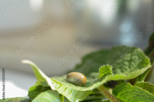 One  tick - soaked with blood on a green leaf photo