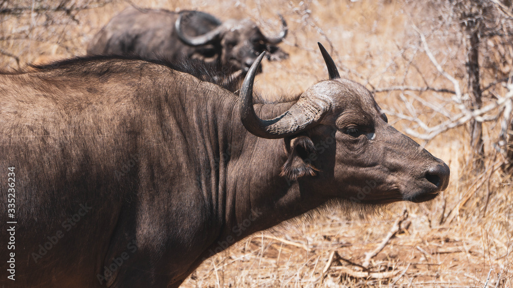 Obraz premium Buffalos in Kruger national park South Africa