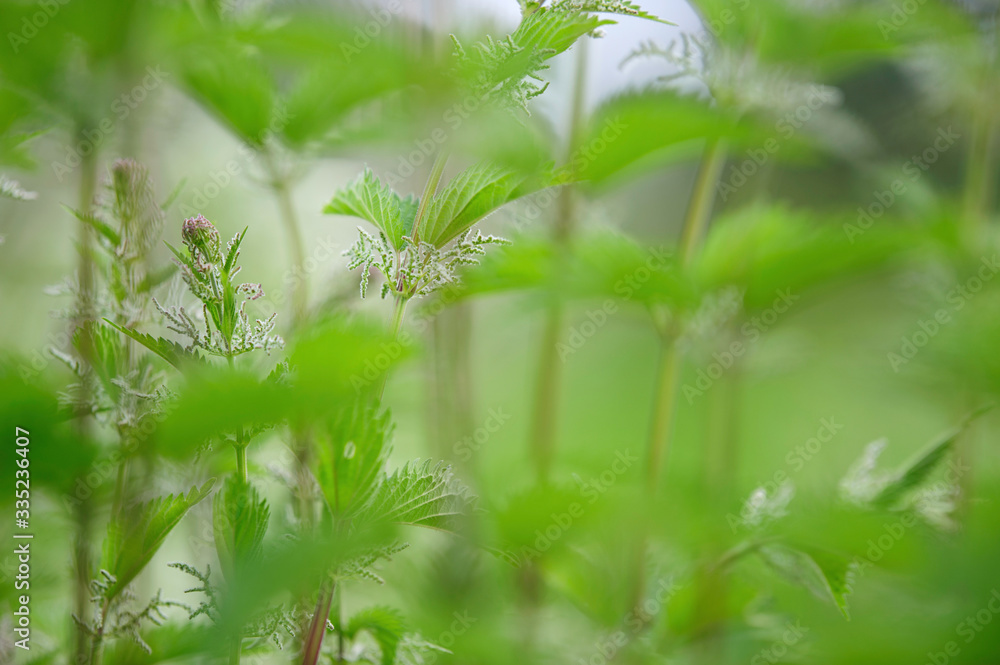 Naklejka premium Stinging nettle (Urtica dioica) in the field. Selective focus and shallow depth of field.