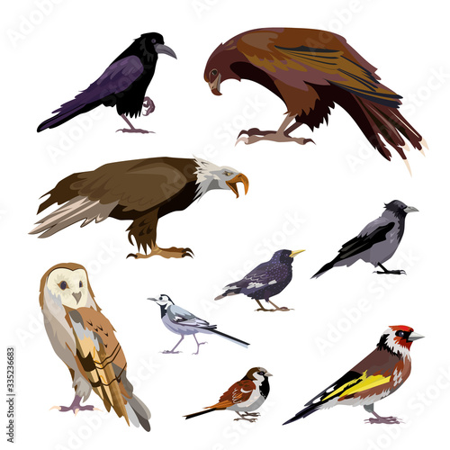 Well-known birds set. Collection of city and wild birds. Can be used for topics like ornithology  zoo  nature