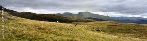 Herdwick sheep and teh Scafells