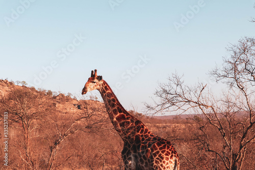 Photography giraffe in the savannah