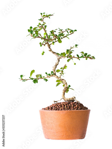 Small decorative tree on white background, Small bonsai tree in pot.