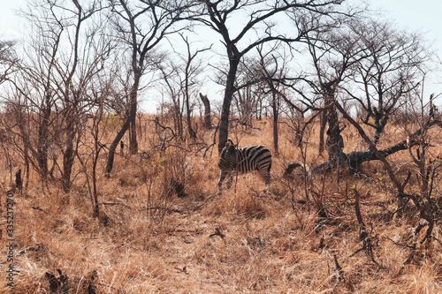 zebra beneath trees in the savannah