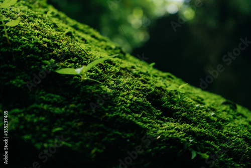 Texture of green moss and leaves on stone background