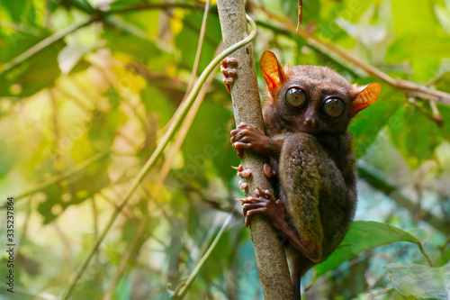 tarsier monkey in the rainforest of bohol in Philippines  photo