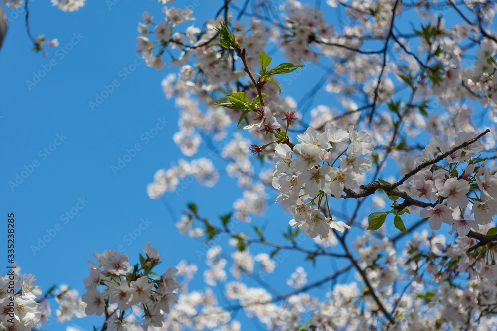 White cherry blossom (sakura) in Japan bloomed in spring under blue sky White cherry blossom (sakura) in Japan bloomed in spring under blue sky