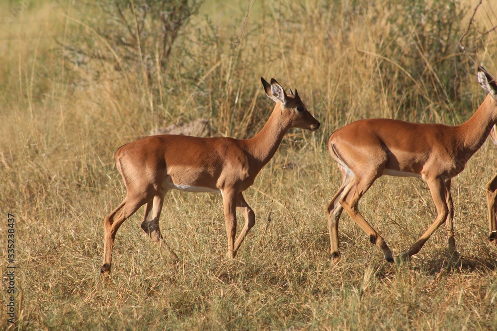 impala in the savannah