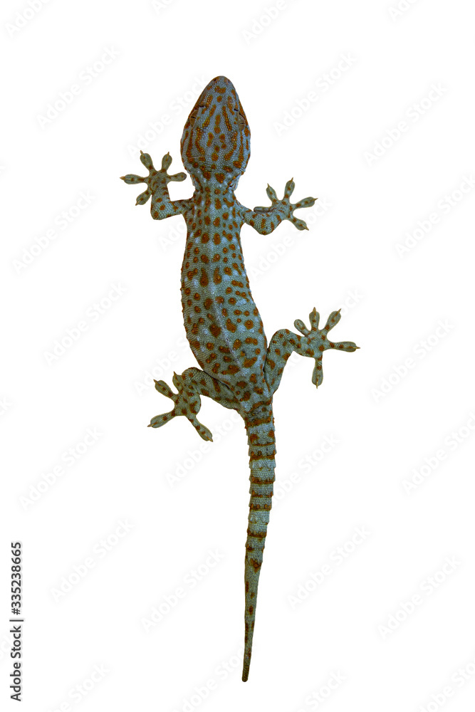 Naklejka premium lizard on white background gecko 