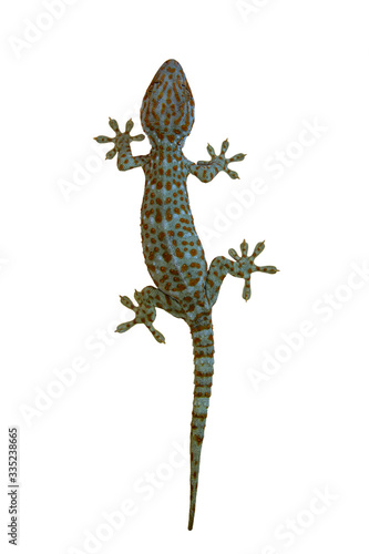 lizard on white background gecko 