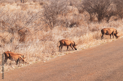 Warthogs in South Africa