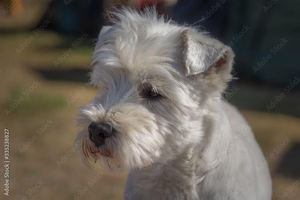 adult west highland white terrier in summer adult west highland white terrier in summer