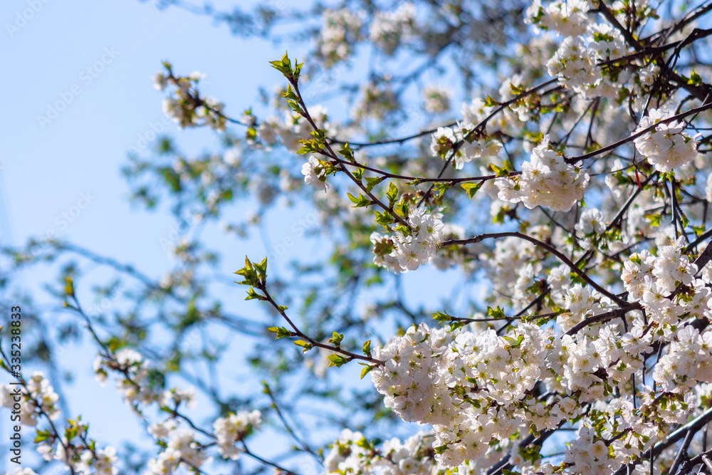 apple brunch in white blossom apple brunch in white blossom