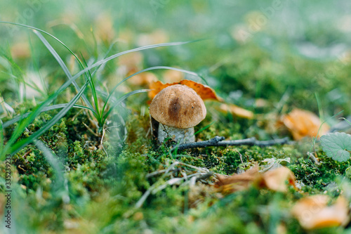 Mushroom boletus. Fall 2019. Boletus on a green moss carpet. In the woods.