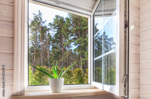 White window in a rustic wooden house overlooking the garden, pine forest. Aloe Vera in white pot on windowsill