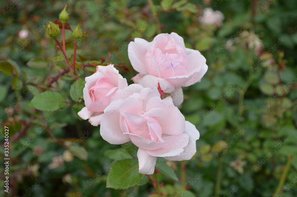 the most beautiful is the ideal flower for many - a rose. high-quality photos for the background, inspiration, contemplation, enjoyment. Use them to create your own unique / content on social networks