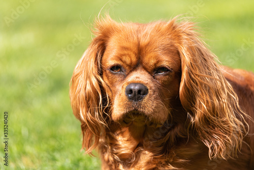 A closeup profile shot of a single isolated ruby Cavalier King Charles Spaniel.