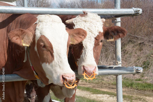 portrait of two simmentaler cattles behind a metal fence in bavaria, simmental cows looks into camera in spring sun