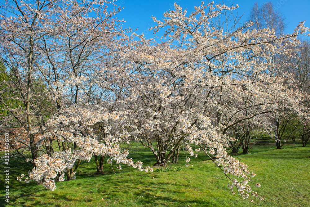 Cherry blossom in a meadow in Berlin, Germany Cherry blossom in a meadow in Berlin, Germany