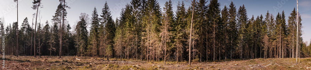 Fototapeta premium Panoramic view of pine forest being cut for firewood - huge problem of forests being destroyed